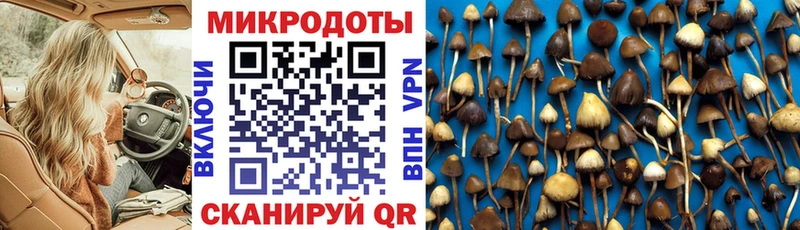 Галлюциногенные грибы Psilocybine cubensis  Дюртюли 